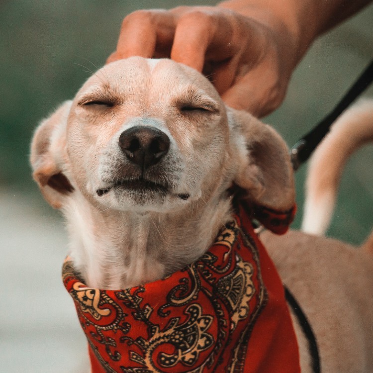 Pet Services in Redding, CA Pet Services in Redding, CA