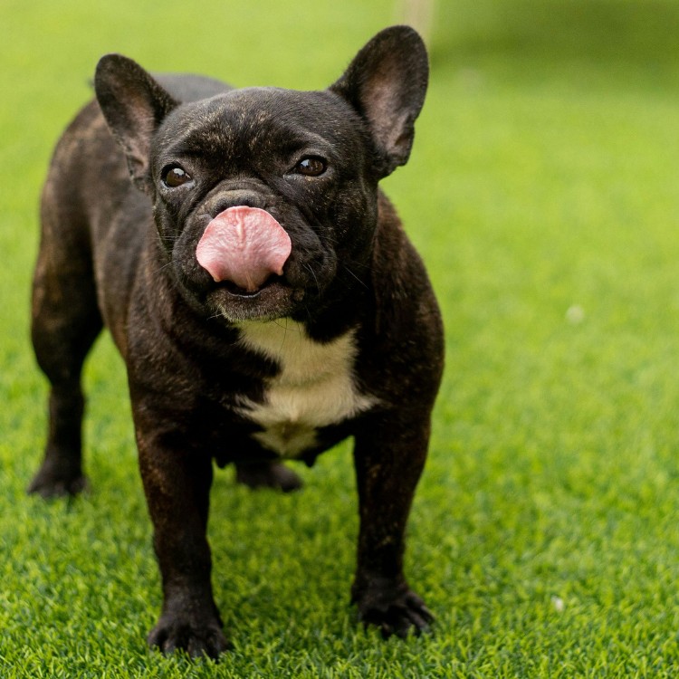 Pet Services in Redding, CA