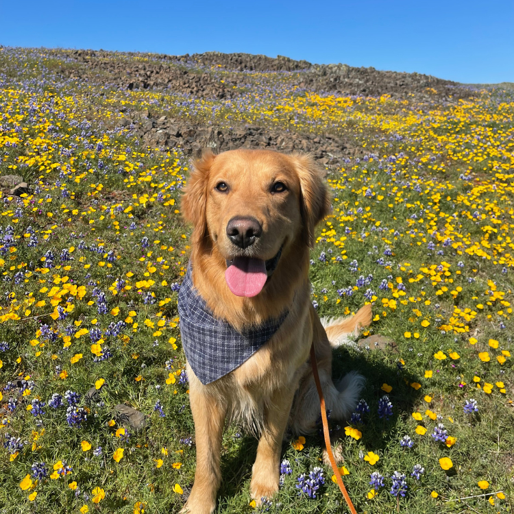 Pet Services in Redding, CA Pet Services in Redding, CA